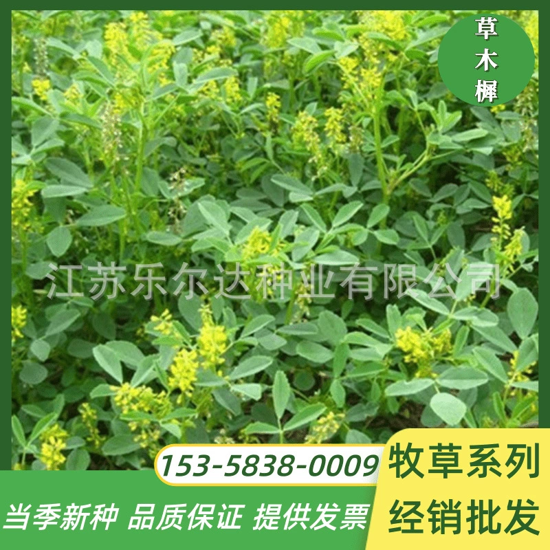 Семена Melilotus зеленый навоз Люцерна сладкий Клевер Лето засухоустойчивость термостойкость защита склонов нектар растение Four Seasons трава