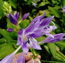 花苗 紫花根白花市政绿化草花花当年开花易成活