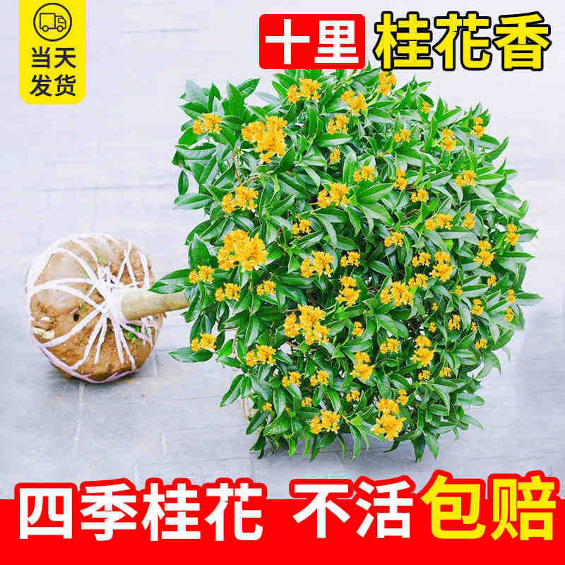 Laozhuang Four Seasons Gui 10-летние саженцы/толщина 2,5 см + удобрения