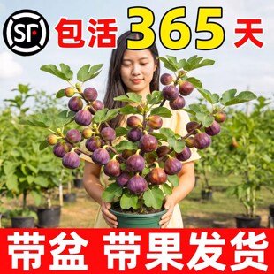 �o����������R˹�����t�����ش���ϱ����ļ��Nֲ����Y��������