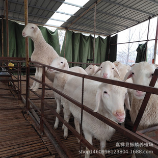 ������������Сβ��������� ��ֳĸ�� Сβ�������N��