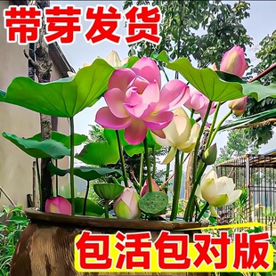 �ɻ��N��������^�p�ɻ�������ˮ�����ź�N��ɏ˯ɏ����ˮ��ֲ��
