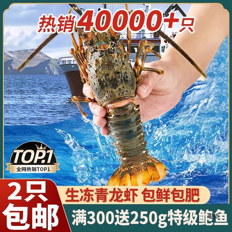 新鲜小青龙龙虾鲜活大龙虾澳洲龙虾冰鲜冷冻大虾海鲜水产花龙龙虾