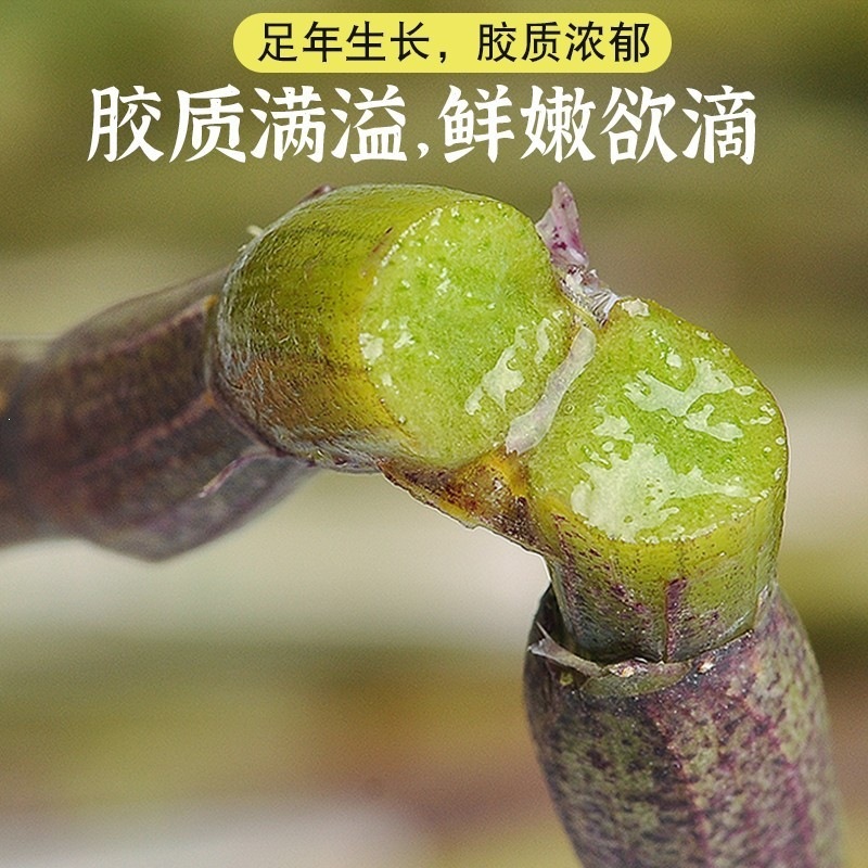 Fresh Tie Pi Shi Hu Dendrobium Stems 250g Five-Year Huoshan Dendrobium officinale Ready to Eat in use