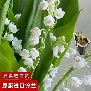 Xunhuagel Imported Lily of the Valley Bulbs White Potted Flower Seedlings Flowers with Buds Fragrant Indoor Balcony Cold-Resistant Bulbs