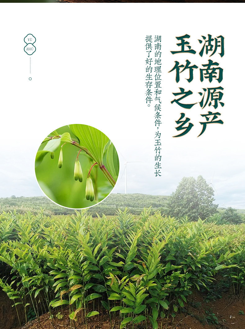 Yu Zhu Dried Polygonatum Slices 500g Premium Hunan Yu Zhu for Soup and Herbal Tea quality and texture