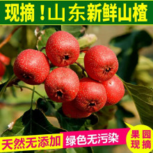 沂蒙山新鲜山楂上市 农家种植 营养美味3斤精装新鲜水果 一件代发
