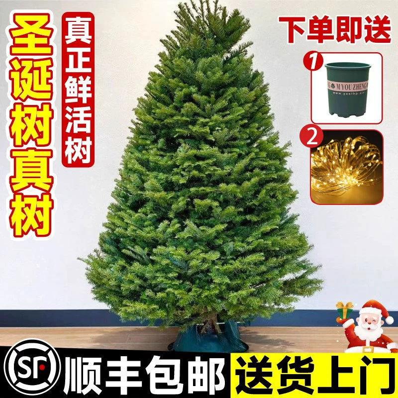 Рождественская елка Живая дерево Норбессон Норвежская ель 2024 новый размер гостиной столешница горшечное Рождество
