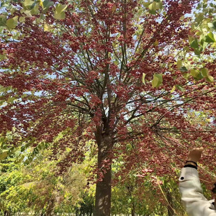 �lì  ���~�lì  �lì��  �z��ľ  �lì�G������ С�^���@�е�