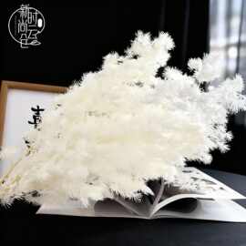 A级永生花蓬莱松手工花束婚礼场景网红diy家居花艺花店包装资材料
