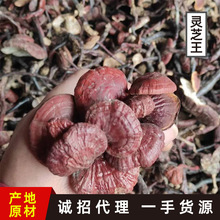森林之爱野生灵芝王小红灵芝长颈豆芽灵芝煮茶泡酒免费打粉切片
