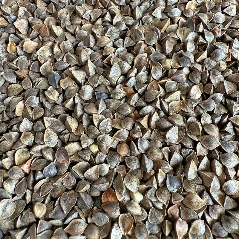 Гречиха сырая, очищенная сладкая гречиха, треугольная гречиха, для пивоварения, корм для голубей, корм для птиц, корм для мелких домашних животных (хомяков)