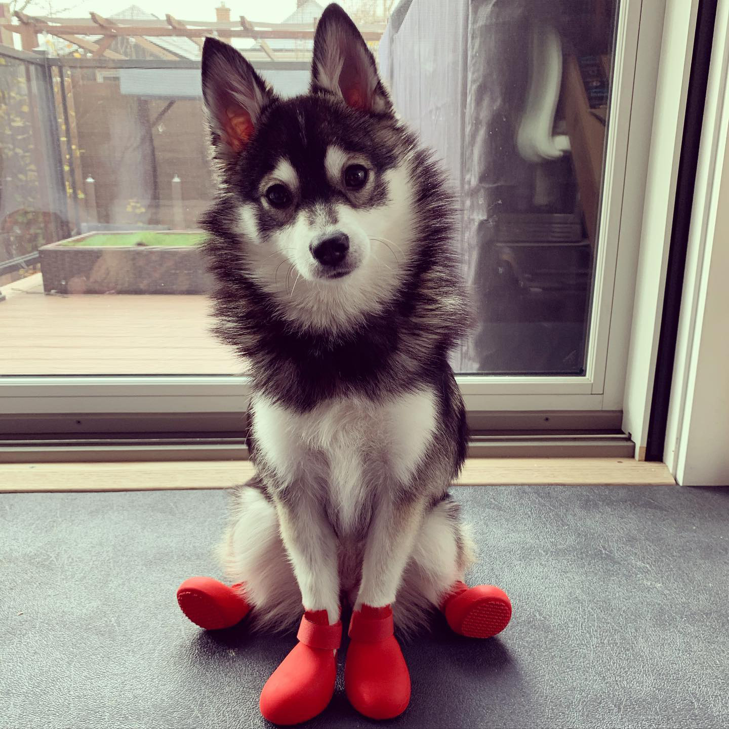 Mismo estilo zapatos de perro Botas de lluvia de silicona invierno Teddy mascota no gota anti-pie cubierta lindo pequeño perro grande anti-sucio