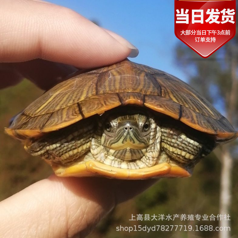 乌龟活物大巴西龟活体宠物小乌龟苗长寿观赏龟水龟养殖场批发