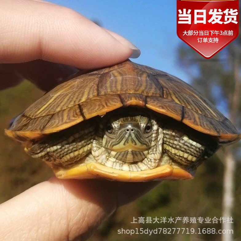 Живая черепаха Большая бразильская черепаха Живая домашняя черепаха