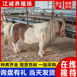 景区散养脱温骑乘袖珍迷你马国产宠物马儿童骑乘马特设兰矮马价格
