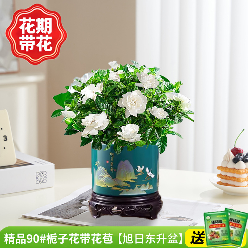 부티크 90#치자나무 개화기에는 꽃(떠오르는 태양+둥근 홀더)이 함께 영양액을 전달합니다.