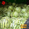 Jingxin Qilin Watermelon seeds Gravida Moriya 8424 Watermelon seed seeds spring and autumn base for spring and autumn base