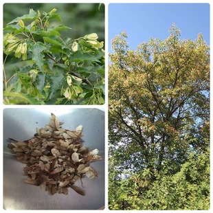 uצʷNʏ~ʷNեʼôǗѪƤʲlʷN