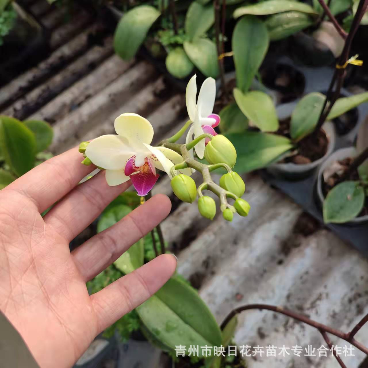 49c829255bdd88cea732a5ec26c0ff