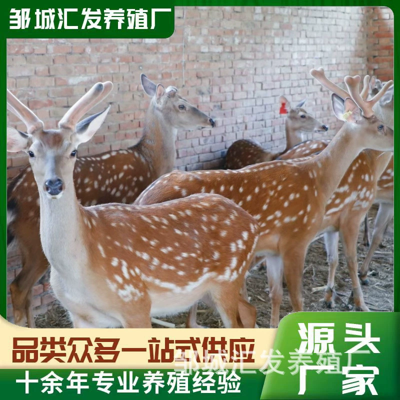 梅花鹿吃什么 养殖场 供应梅花鹿活鹿幼崽鹿苗 观赏梅花鹿养殖场