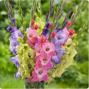10 Bulbs of Four-Season Gladiolus Perennial Bulb Flower Gladiolus Bulb Potted Seeds Easy to Grow Green Plants