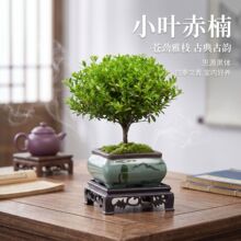 小叶赤楠老桩盆栽盆景植物室内花卉办公室桌面小绿植好养四季盆景