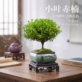 盆栽;月季蔷薇植物;盆景
