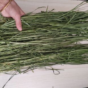 ������ ��ɺ����� ������ 2026�����ë��1000G�������������b