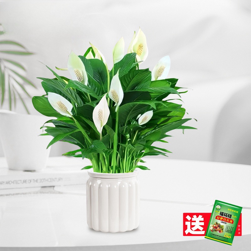 [핫한 신제품] 꽃이 달린 프리미엄 화이트 팜 + 화이트 티라미수 흡수대