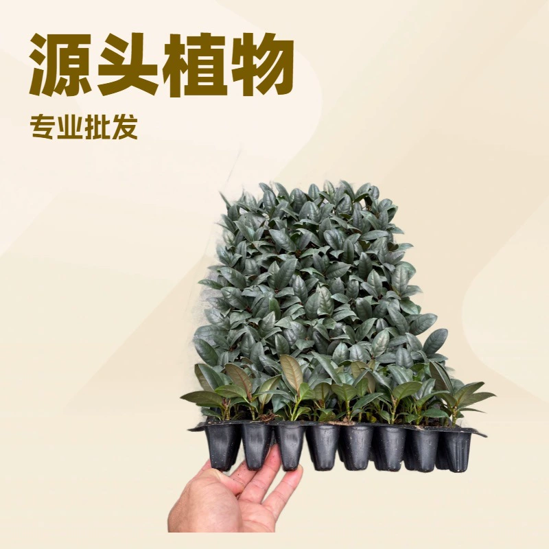 Оптовая продажа популярных черных резиновых растений (фигов), зеленых растений для офиса и дома, растений в горшках, ландшафтных цветов, рассады, выращенной в тканевых культурах.