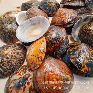 Seabed Ocean-Tortoise Shell Natural Shell Conch Sea Star DIY Phase Frame Decoration Fish Tank Micro Landscape Material
