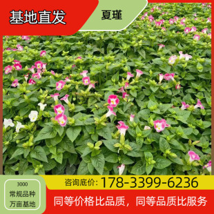 Xia Jin Flower Seedling Potted Base Planting Four-Season Flowering Courtyard Planting Green Plant Project Greening Seedlings Easy to Breed