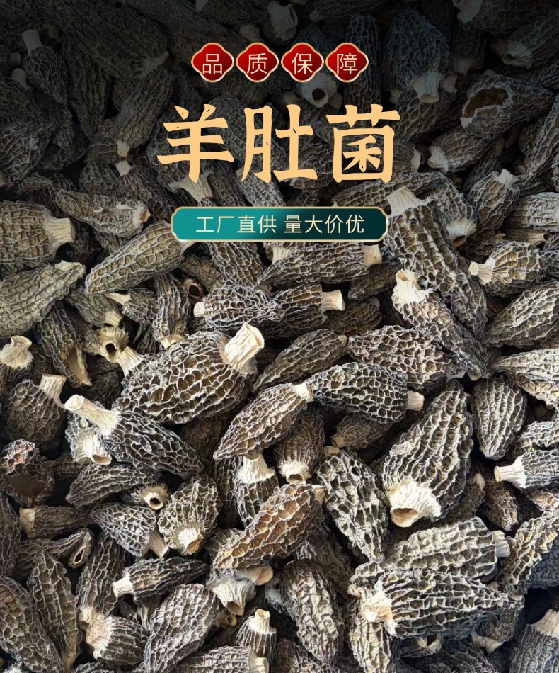 Fresh Morel Mushrooms Yang Du Jun 500g Jilin Origin Direct Supply overview