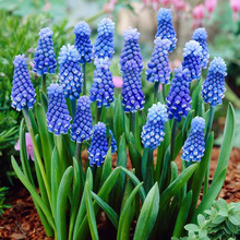 葡萄风信子种球室内水养水培套餐冬季土培耐寒易活花卉盆栽风信子