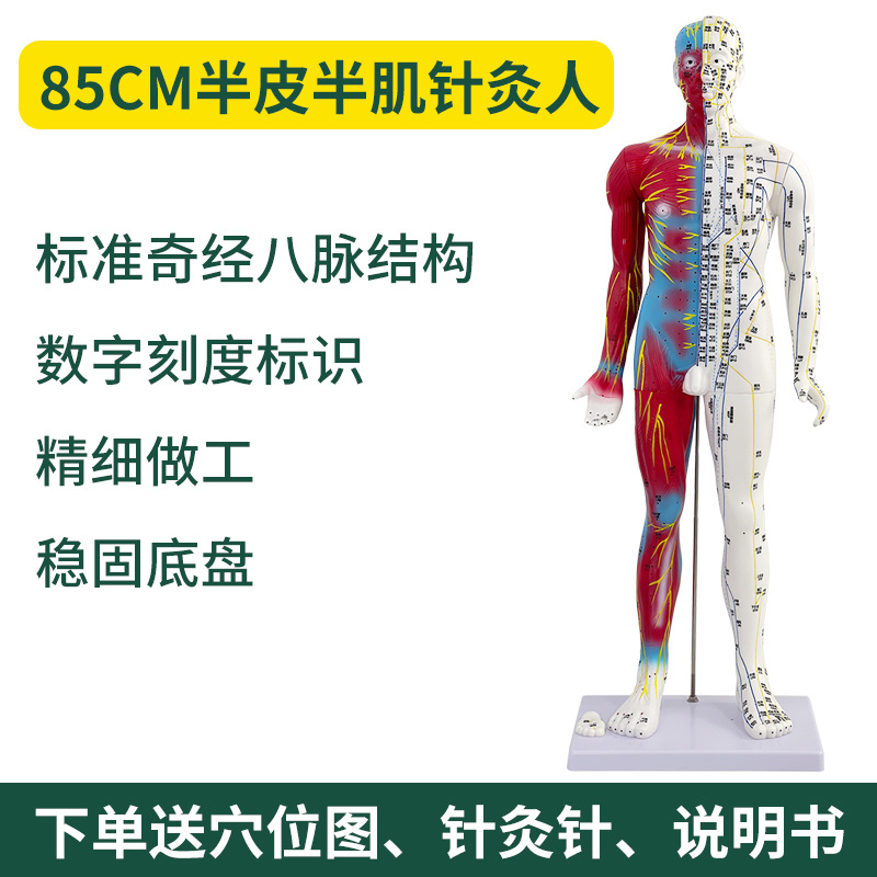 60 85CM������������Ѩλģ�� ������İ�Ħ��ѧ ��Ƥ���������