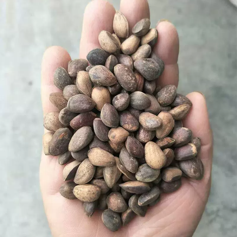 华山松种子种籽一级精品新采种子绿化植物林木种子