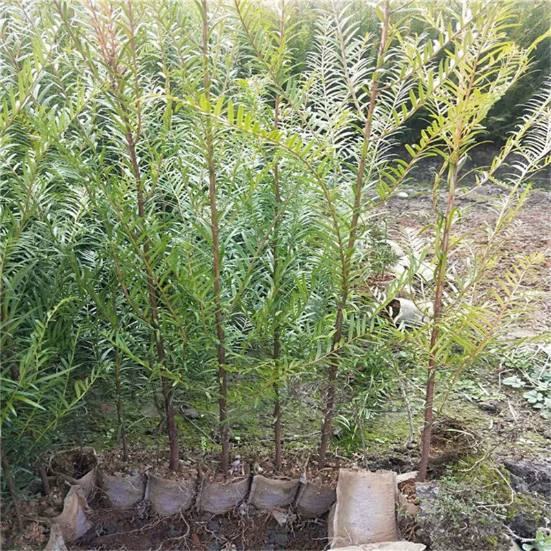 База оптом Юньнаньский Тис контейнер для рассады сумка рассада чашка рассада вилла двор балкон сад пейзаж озеленение дерево