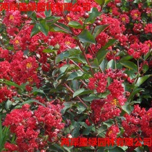 造型景观树紫薇花瓶盆栽批发带根编织植物紫薇花瓶树 盆景树桩