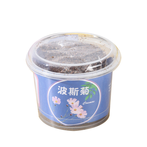 Qiaoqiao cup mini potted plants for children to grow fruits and vegetables small potted plants for students to observe green plants seed box mini planting