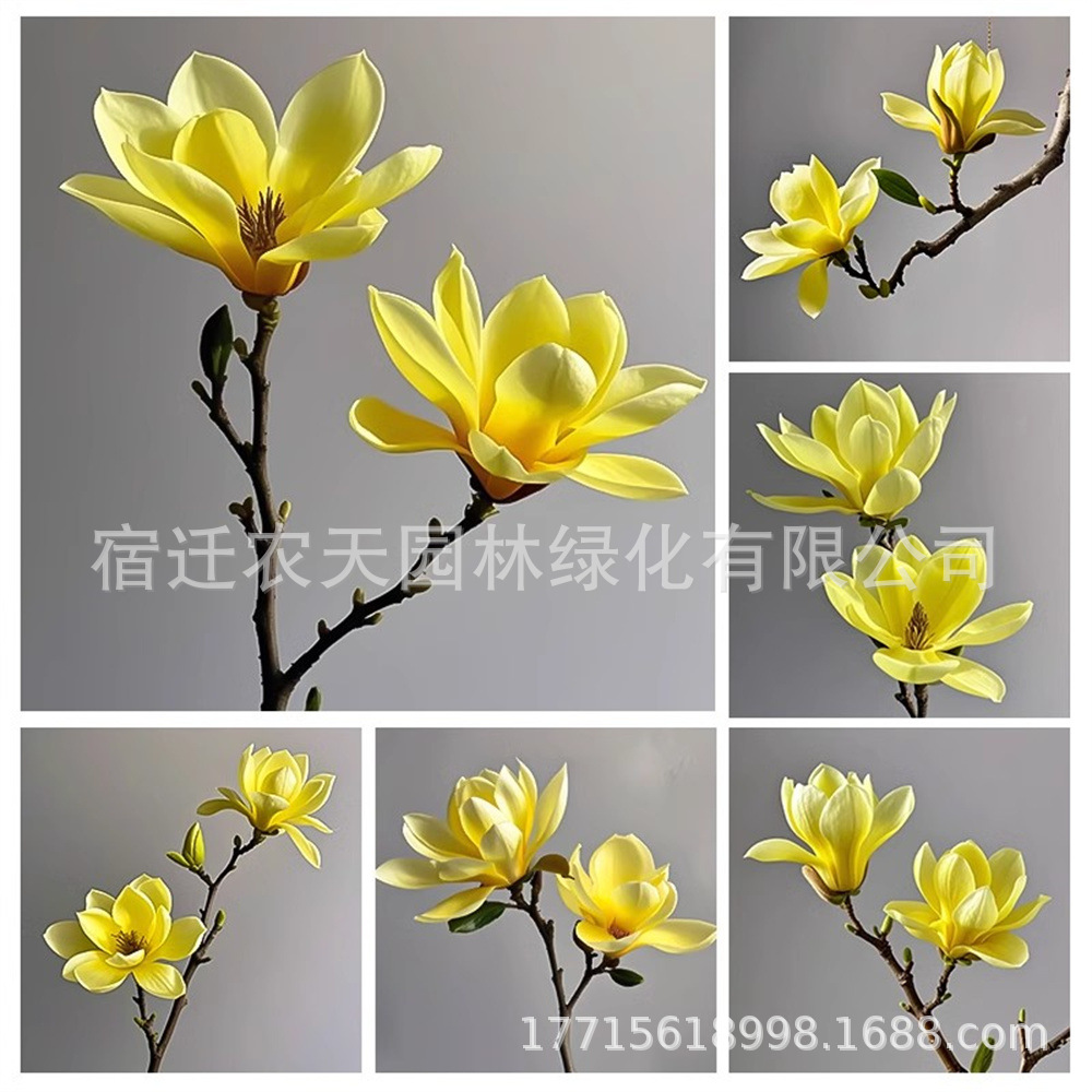 O1CN01uVr7MZ20sXro4oDp5_!!2218