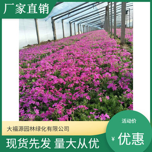Base Wholesale, Self-Produced and Sold Coniferous Blue Hydrangea Seedlings, Complete Varieties, Scenic Landscaping Projects, Greening Seedlings