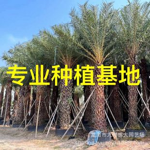 Hubei Jiangxi Middle Eastern Sea Date Wholesale Zhejiang Middle Eastern Sea Date Silver Sea Date Price Shanghai Middle Eastern Sea Date Tree