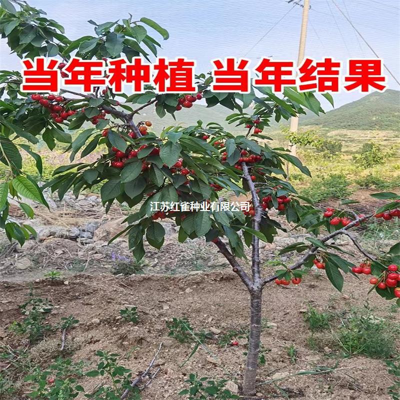 正宗车厘子树苗樱桃树苖盆栽地栽南方北方庭院种植果树苗樱桃包邮