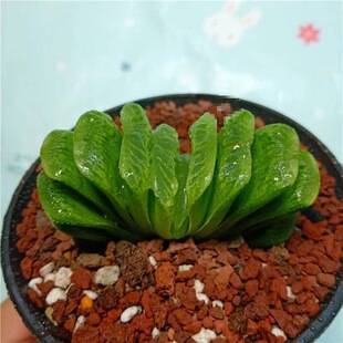 ������ֲ��G�������ӷ�ݗ���k�����҃����ֻ���С������¶����