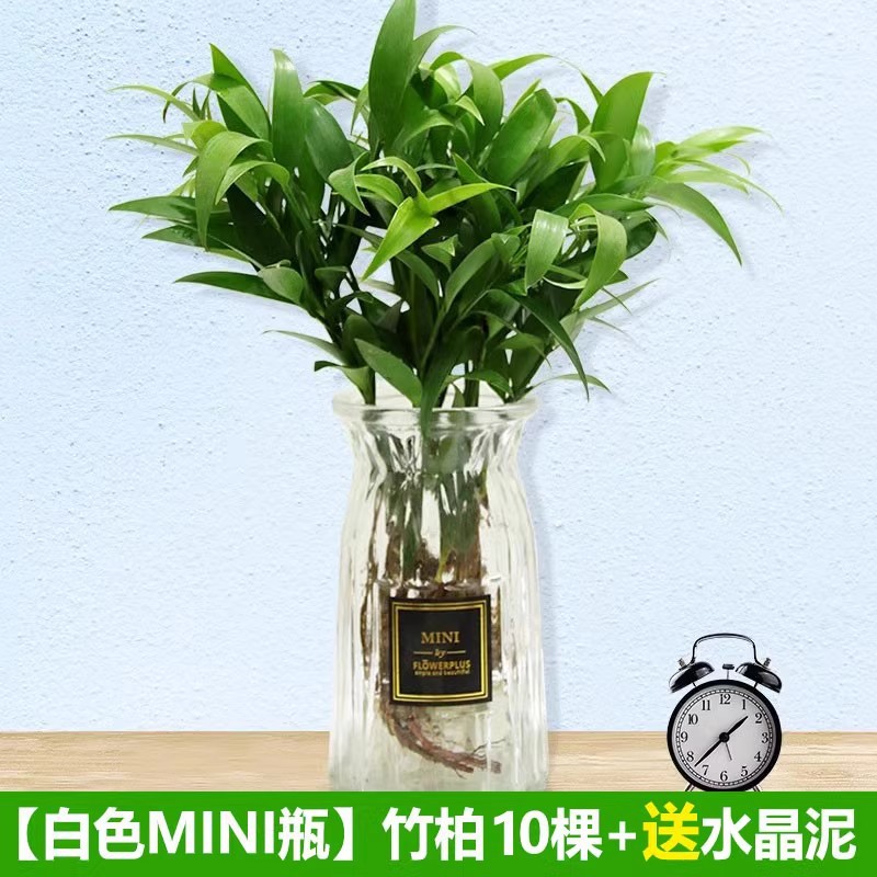 모기퇴치대나무, 편백나무 10개 + [투명종이접기 라벨병] + 수정머드 + 영양액