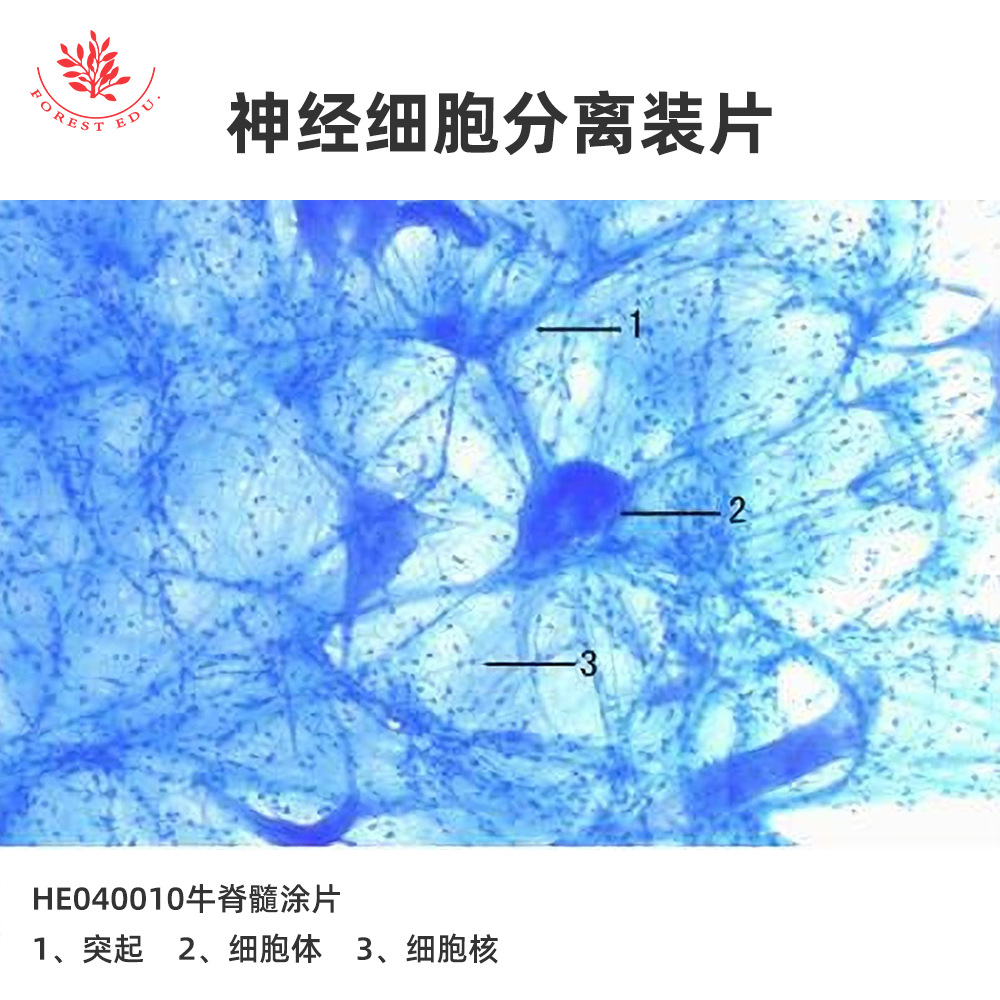 5 神经细胞显微玻片