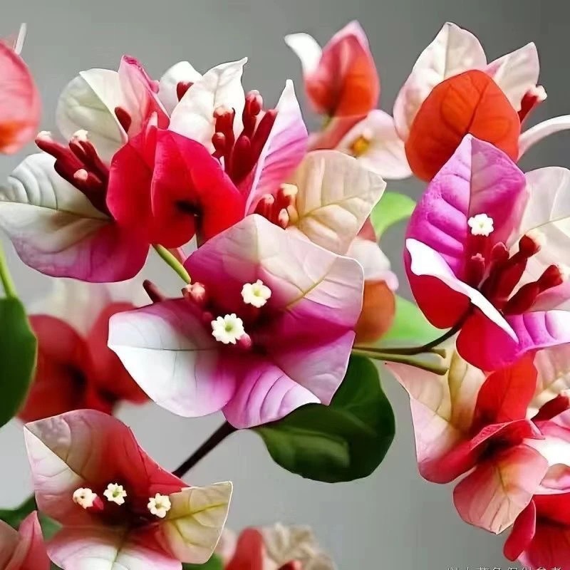 신제품 추천(마르코폴로)