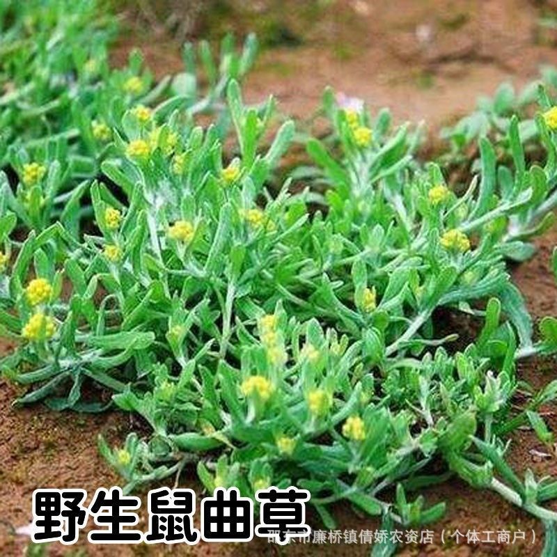 鼠曲草种子新采鼠曲草种子 清明果种子 做粑粑黄花艾清明菜野菜