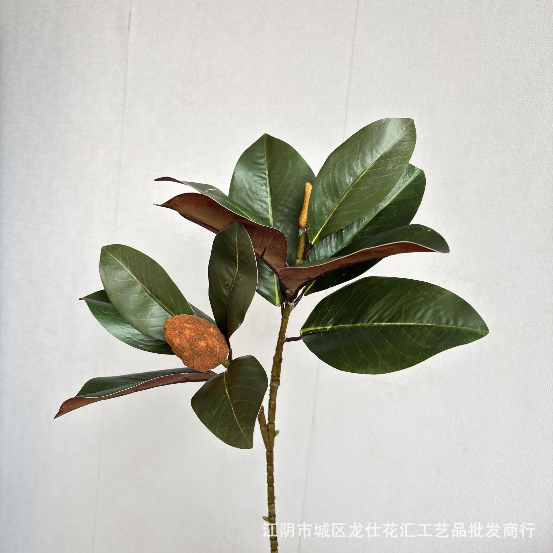 hojas de magnolia